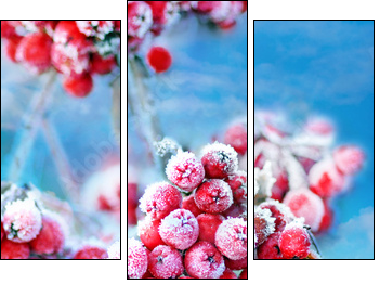 Frozen rowan berries  - Obraz trzyczęściowy, Tryptyk