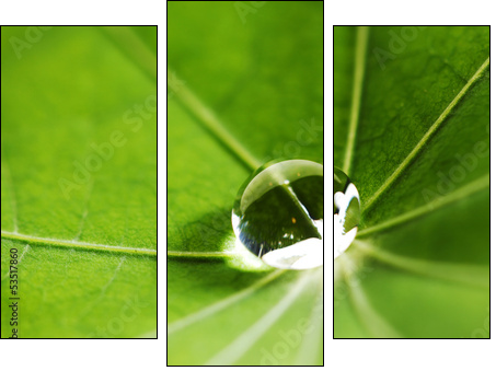 Water drop on green leaf  - Obraz trzyczęściowy, Tryptyk