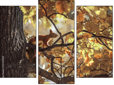 squirrel  - Obraz trzyczęściowy, Tryptyk