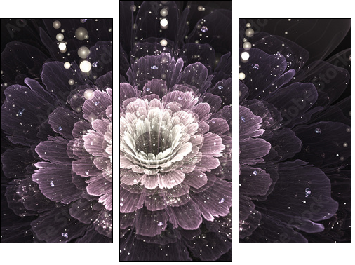 violet fractal flower with droplets of water  - Obraz trzyczęściowy, Tryptyk