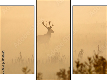 Red deer with big antlers stands on meadow on foggy morning  - Obraz trzyczęściowy, Tryptyk