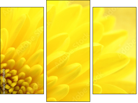 Yellow chrysanthemum petals macro shot  - Obraz trzyczęściowy, Tryptyk