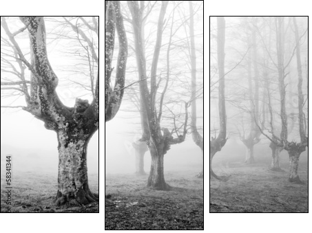 creepy forest with scary trees  - Obraz trzyczęściowy, Tryptyk