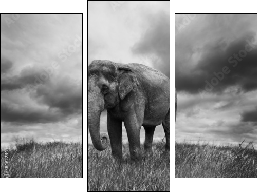 Elephant  - Obraz trzyczęściowy, Tryptyk