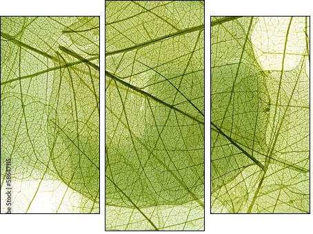 leaves background  - Obraz trzyczęściowy, Tryptyk
