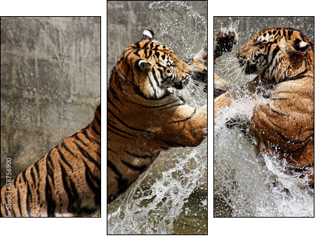 Tiger Battle  - Obraz trzyczęściowy, Tryptyk