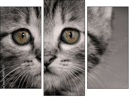 Tabby kitten  - Obraz trzyczęściowy, Tryptyk