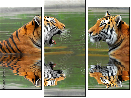 Siberian Tigers in water  - Obraz trzyczęściowy, Tryptyk