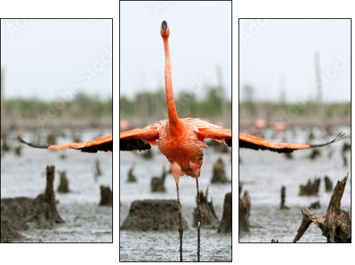 The American Flamingo (Phoenicopterus ruber)  - Obraz trzyczęściowy, Tryptyk
