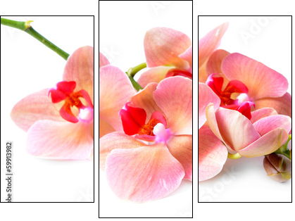 Beautiful blooming orchid isolated on white  - Obraz trzyczęściowy, Tryptyk