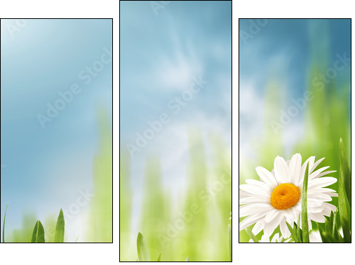Daisy flowers on the meadow, seasonal backgrounds for your desi  - Obraz trzyczęściowy, Tryptyk