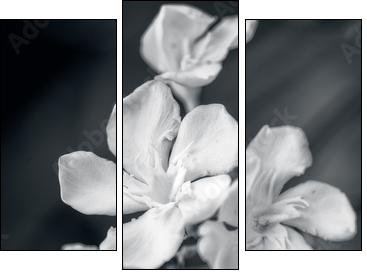 white oleander  - Obraz trzyczęściowy, Tryptyk
