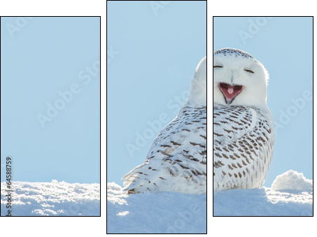 Snowy Owl - Yawning / Smiling in Snow  - Obraz trzyczęściowy, Tryptyk