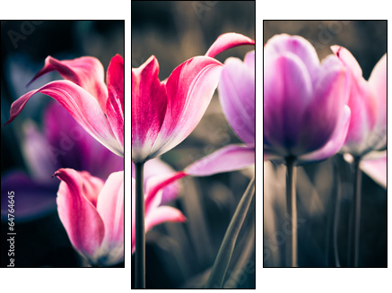 fresh spring garden flowers  - Obraz trzyczęściowy, Tryptyk
