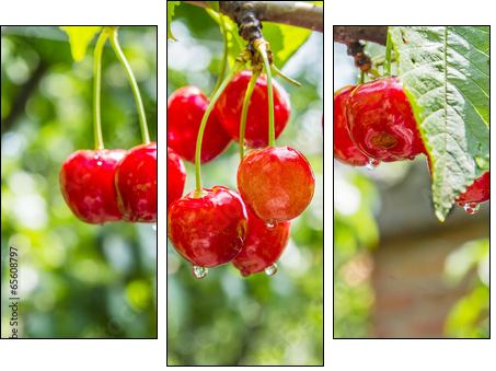 Cherry red berries on a tree branch with water drops  - Obraz trzyczęściowy, Tryptyk