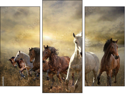 herd of horses galloping free at sunset  - Obraz trzyczęściowy, Tryptyk