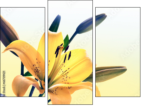 Yellow lily  - Obraz trzyczęściowy, Tryptyk