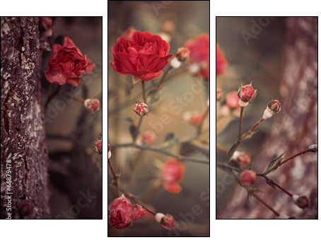 wild roses bush branches between tree branches  - Obraz trzyczęściowy, Tryptyk