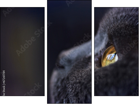 Katze KarthÃ¤user  - Obraz trzyczęściowy, Tryptyk