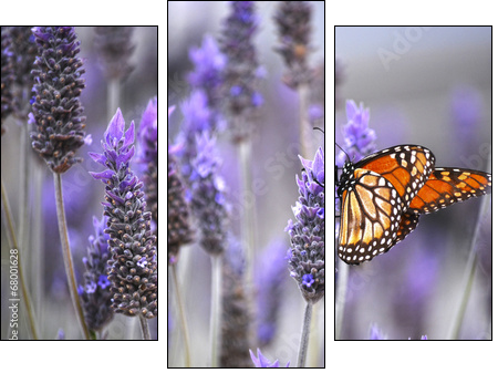 Butterfly with lavenders  - Obraz trzyczęściowy, Tryptyk