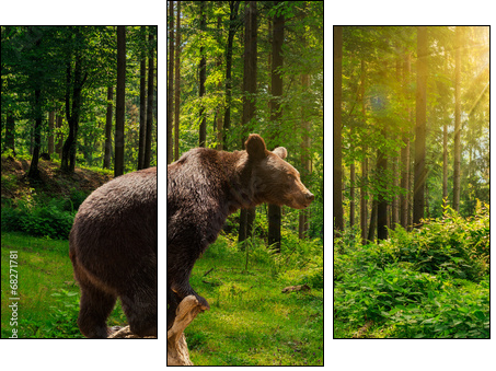 curious little bear in the forest  - Obraz trzyczęściowy, Tryptyk