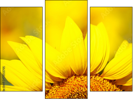 Beautiful sunflower in field  - Obraz trzyczęściowy, Tryptyk