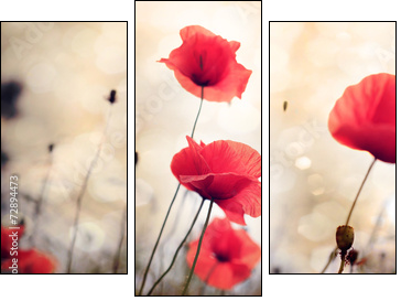 Poppy flower  - Obraz trzyczęściowy, Tryptyk
