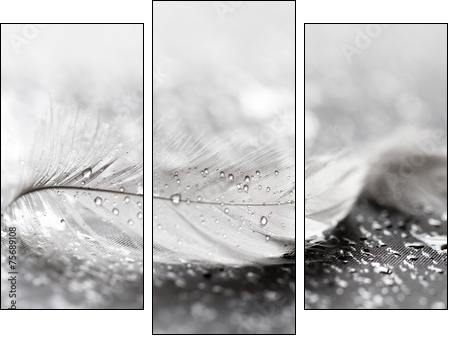 White feather with water drops  - Obraz trzyczęściowy, Tryptyk