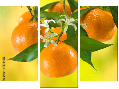 ripe tangerine on a yellow background  - Obraz trzyczęściowy, Tryptyk