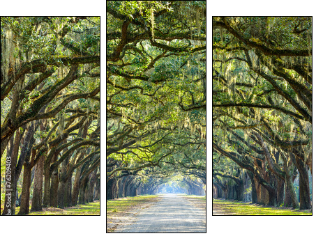 Country Road Lined with Oaks in Savannah, Georgia  - Obraz trzyczęściowy, Tryptyk