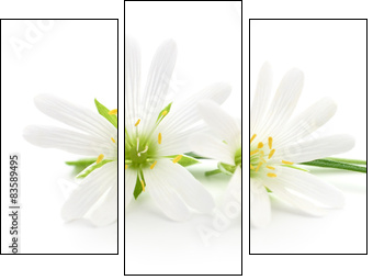 White flowers - Obraz trzyczęściowy, Tryptyk