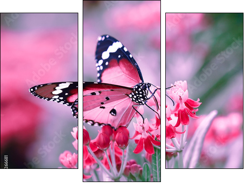 Butterfly on orange flower - Obraz trzyczęściowy, Tryptyk