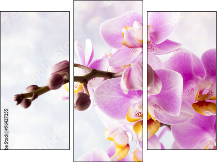 Beautiful pink orchid on a gray background. - Obraz trzyczęściowy, Tryptyk