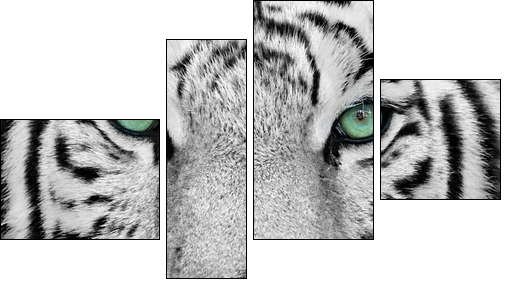 white tiger  - Obraz czteroczęściowy, Fortyk