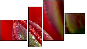 Tulipan w kroplach rosy
 - Obraz czteroczęściowy, Fortyk