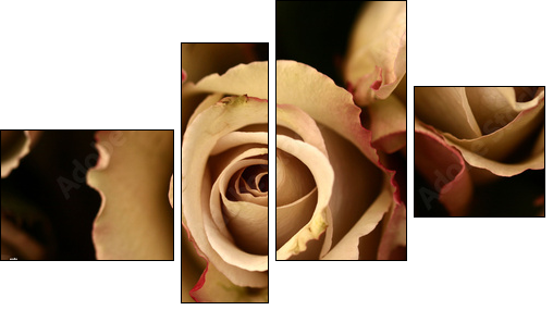 Róże herbaciane – zoom na klasyczną elegancję
 - Obraz czteroczęściowy, Fortyk