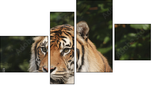 Endangered Sumatran Tiger  - Obraz czteroczęściowy, Fortyk