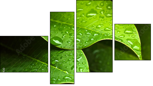 Green leaf  - Obraz czteroczęściowy, Fortyk