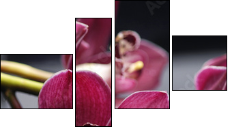 set of branch gorgeous red orchid on stones reflection  - Obraz czteroczęściowy, Fortyk
