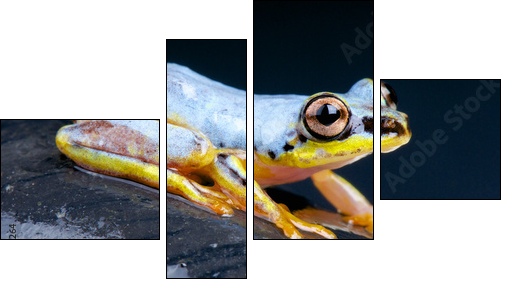 White Tree Frog / Heterixalus madagascariensis  - Obraz czteroczęściowy, Fortyk