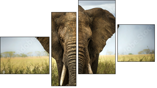 sfondo di elefante  - Obraz czteroczęściowy, Fortyk