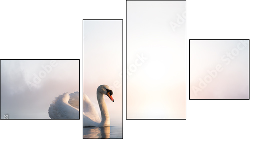 Art Swan floating on the water at sunrise of the day  - Obraz czteroczęściowy, Fortyk