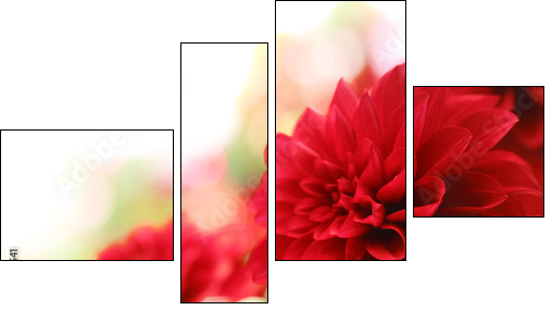 red dahlia flower  - Obraz czteroczęściowy, Fortyk