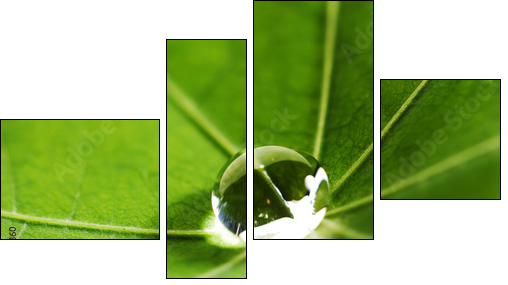 Water drop on green leaf  - Obraz czteroczęściowy, Fortyk