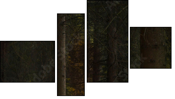 Enchanted nature series - Mushrooms path  - Obraz czteroczęściowy, Fortyk