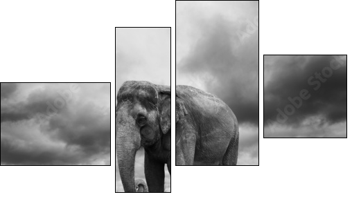 Elephant  - Obraz czteroczęściowy, Fortyk