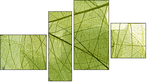 leaves background  - Obraz czteroczęściowy, Fortyk