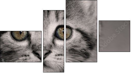 Tabby kitten  - Obraz czteroczęściowy, Fortyk