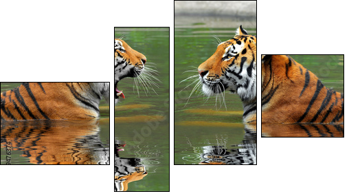 Siberian Tigers in water  - Obraz czteroczęściowy, Fortyk