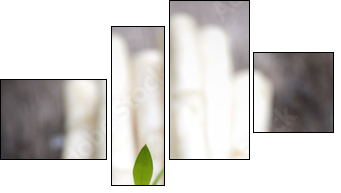 Zdrowotna biel: szparagi - Obraz czteroczęściowy, Fortyk
